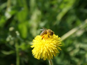 Fauna, flóra